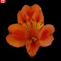 Alstroemeria - Orange Queen (bunch of 10 stems)